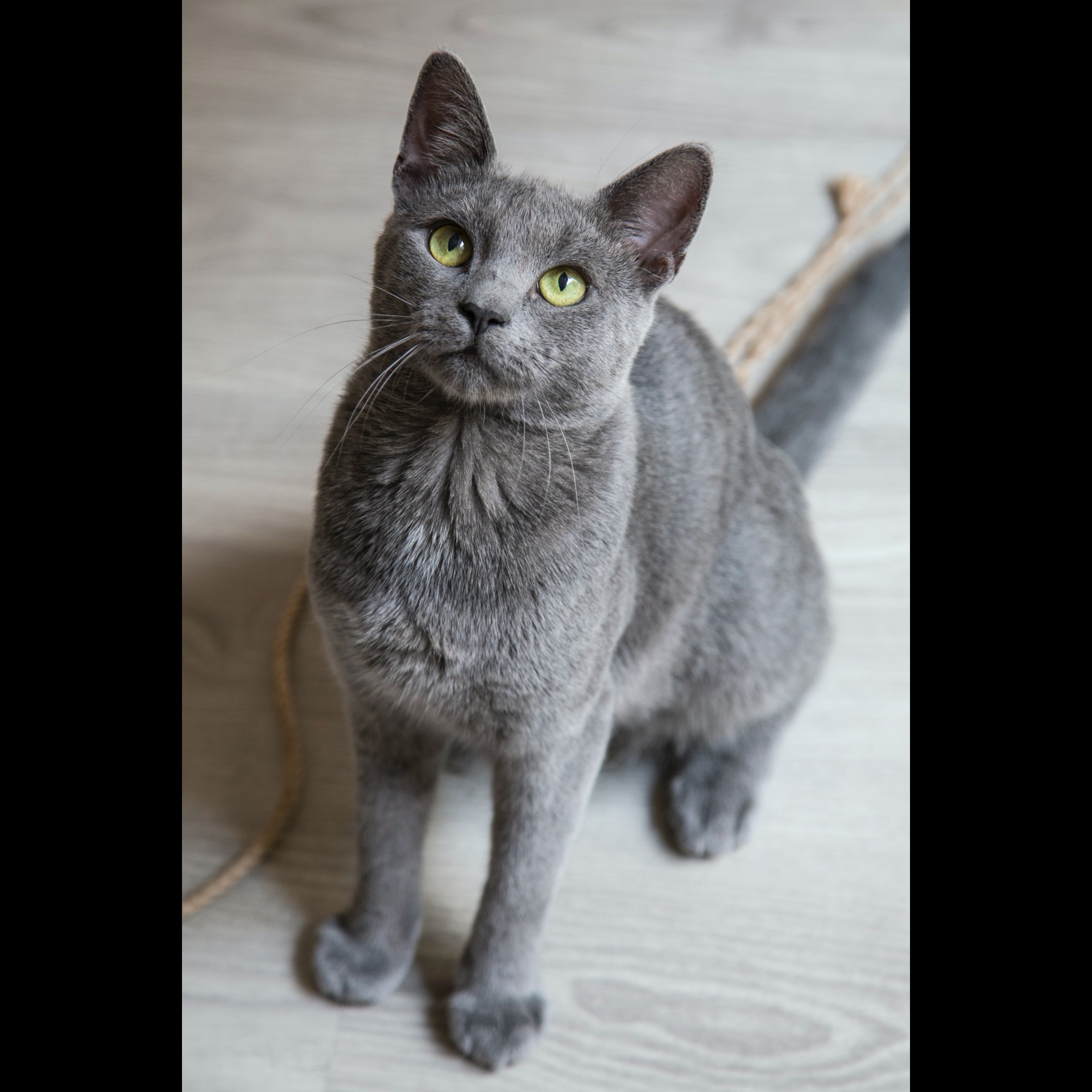 cat