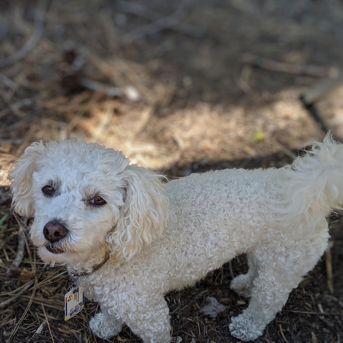 dog