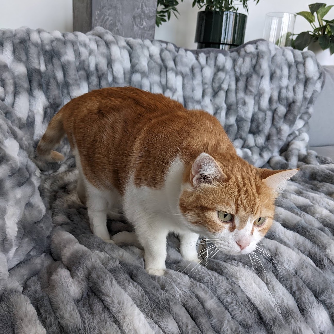 cat