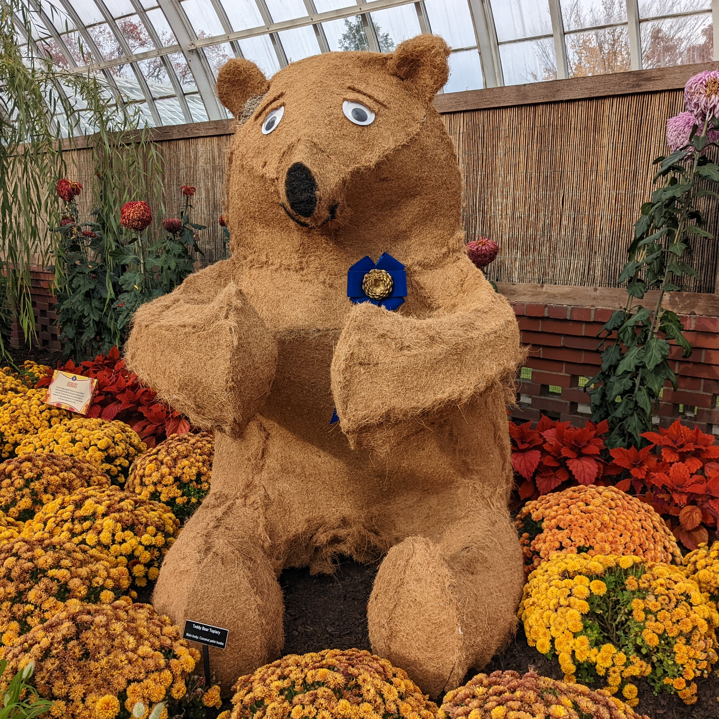 bear